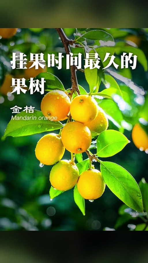 观赏金桔怎么养殖才能枝繁果硕?日常养护中光照、水肥、修剪有哪些关键技术要点?-图2 观赏金桔怎么养殖才能枝繁果硕?日常养护中光照、水肥、修剪有哪些关键技术要点?-图2