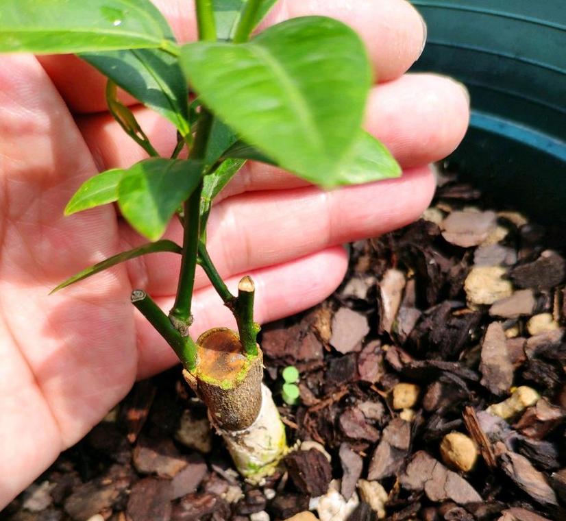 观赏金桔怎么养殖才能枝繁果硕?日常养护中光照、水肥、修剪有哪些关键技术要点?-图1 观赏金桔怎么养殖才能枝繁果硕?日常养护中光照、水肥、修剪有哪些关键技术要点?-图1