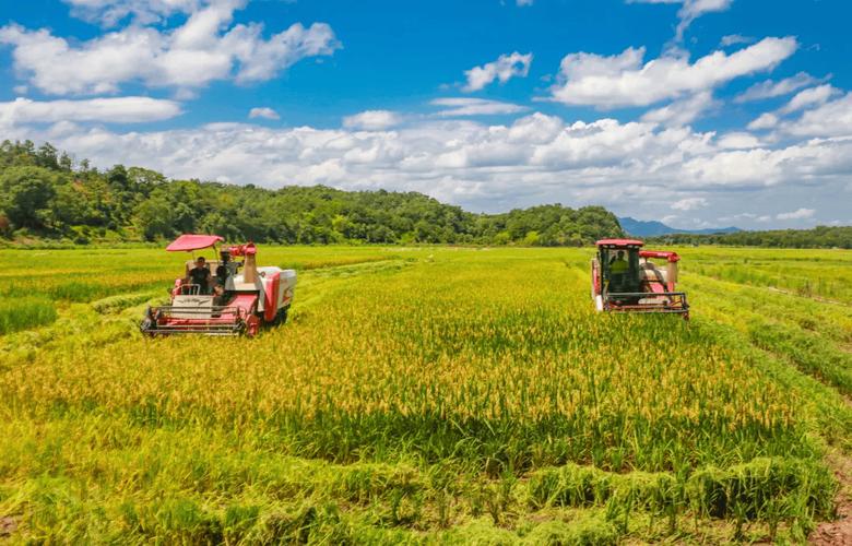 高产水稻种植技术视频里，新手能直接学会的密植与病虫害防治关键点有哪些？-图2