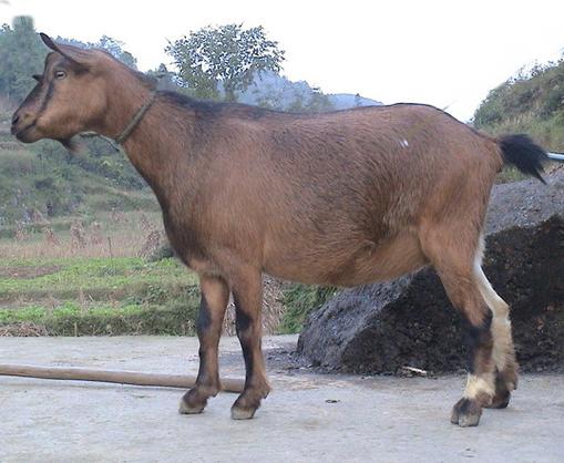 古蔺马羊养殖技术视频能解决新手哪些养殖难题?关键技术点有哪些?-图1 古蔺马羊养殖技术视频能解决新手哪些养殖难题?关键技术点有哪些?-图1