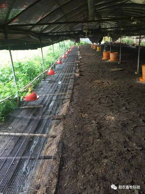 畜禽粪发酵养蝇蛆技术，如何优化发酵参数以提高蝇蛆产量与品质？-图1