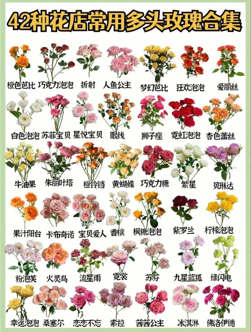 玫瑰花的品种名称为何如此繁多?它们背后藏着怎样的分类逻辑与独特故事?-图1 玫瑰花的品种名称为何如此繁多?它们背后藏着怎样的分类逻辑与独特故事?-图1