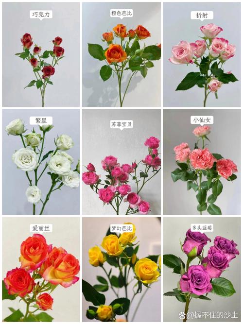 玫瑰花的品种名称为何如此繁多?它们背后藏着怎样的分类逻辑与独特故事?-图3 玫瑰花的品种名称为何如此繁多?它们背后藏着怎样的分类逻辑与独特故事?-图3