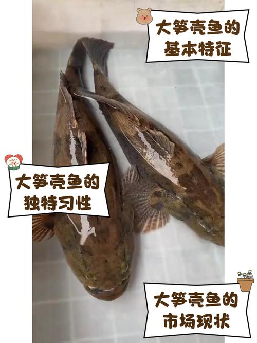 杂交笋壳鱼人工繁殖中,亲鱼选育与催产关键技术如何突破?-图3 杂交笋壳鱼人工繁殖中,亲鱼选育与催产关键技术如何突破?-图3