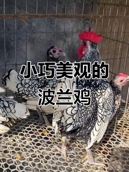 除了矮脚马鸡、袖珍鸡,还有哪些体型超小的鸡品种适合家庭饲养?-图2 除了矮脚马鸡、袖珍鸡,还有哪些体型超小的鸡品种适合家庭饲养?-图2