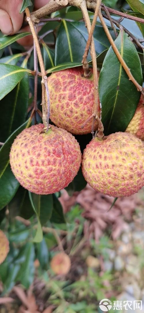 无籽荔枝是什么品种培育的?它和普通荔枝有何区别?-图1 无籽荔枝是什么品种培育的?它和普通荔枝有何区别?-图1