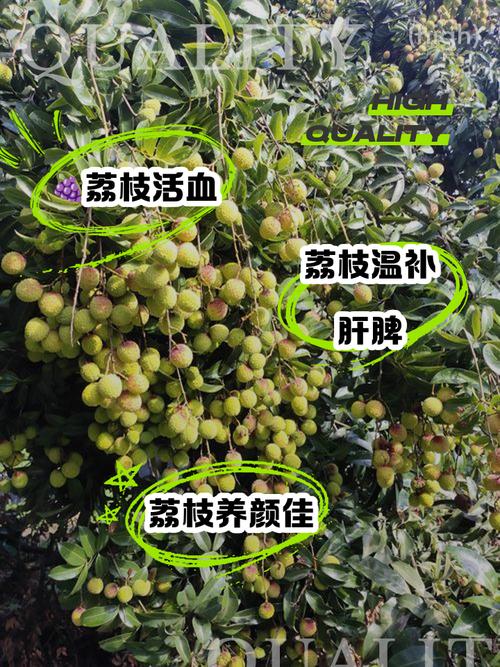 无籽荔枝是什么品种培育的?它和普通荔枝有何区别?-图3 无籽荔枝是什么品种培育的?它和普通荔枝有何区别?-图3