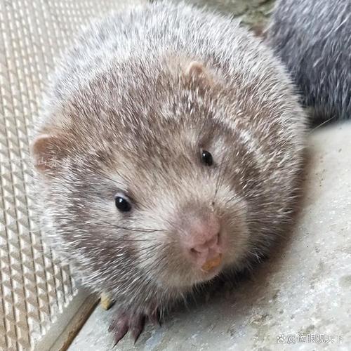 竹鼠养殖品种选择，什么品种既好养又值钱？养殖前景如何？-图1