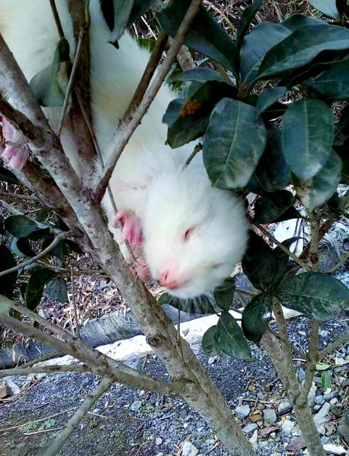 竹鼠养殖品种选择，什么品种既好养又值钱？养殖前景如何？-图3