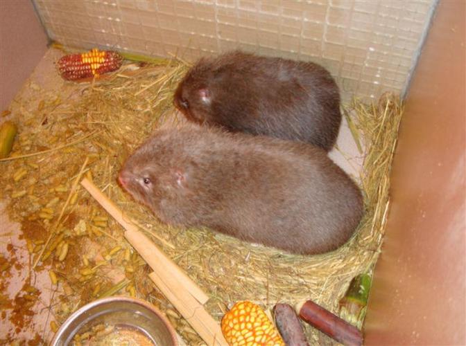竹鼠养殖品种选择，什么品种既好养又值钱？养殖前景如何？-图2