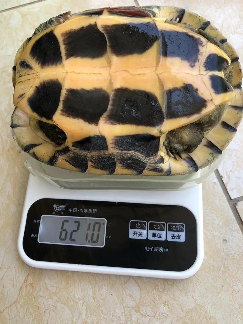 2025年石金钱龟价格会受哪些因素影响?养殖户该如何应对市场波动?-图1 2025年石金钱龟价格会受哪些因素影响?养殖户该如何应对市场波动?-图1