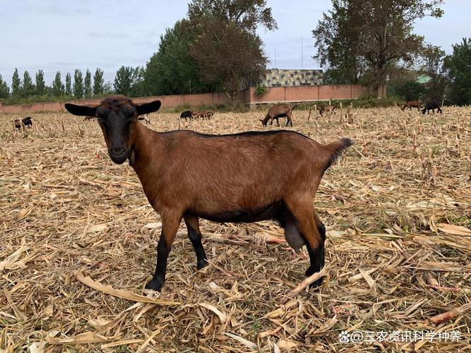 毛用羊品种图片大全,如何通过毛色、毛质等特征区分不同品种?-图3 毛用羊品种图片大全,如何通过毛色、毛质等特征区分不同品种?-图3