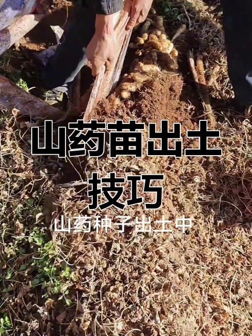 新技术如何让山药种植更高效?这些创新方法能解决哪些传统种植难题?-图1 新技术如何让山药种植更高效?这些创新方法能解决哪些传统种植难题?-图1