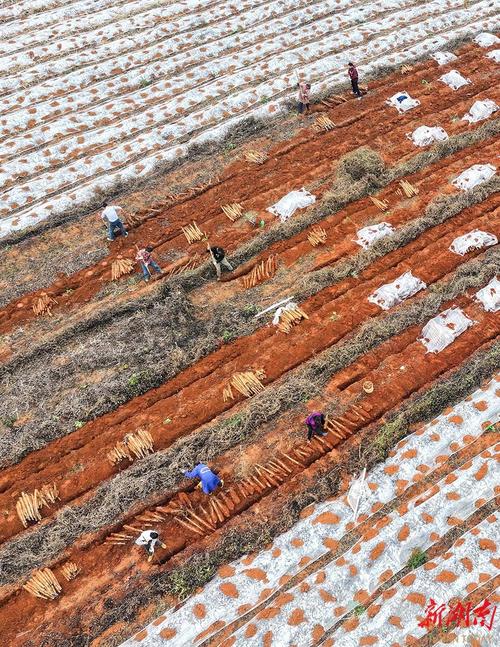 新技术如何让山药种植更高效?这些创新方法能解决哪些传统种植难题?-图2 新技术如何让山药种植更高效?这些创新方法能解决哪些传统种植难题?-图2