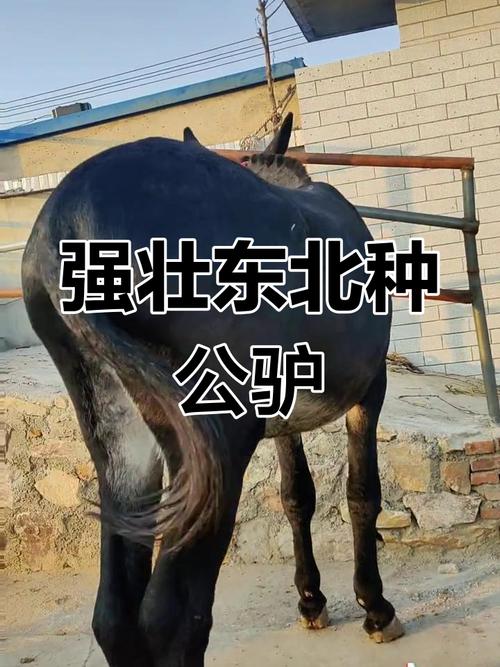 不同品种驴的价格差异有多大?从肉驴、役驴到宠物驴,品种如何影响市场定价?-图1 不同品种驴的价格差异有多大?从肉驴、役驴到宠物驴,品种如何影响市场定价?-图1