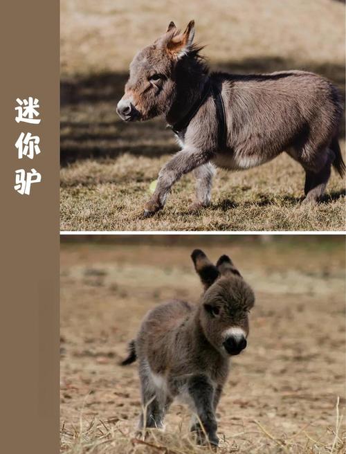 不同品种驴的价格差异有多大?从肉驴、役驴到宠物驴,品种如何影响市场定价?-图2 不同品种驴的价格差异有多大?从肉驴、役驴到宠物驴,品种如何影响市场定价?-图2