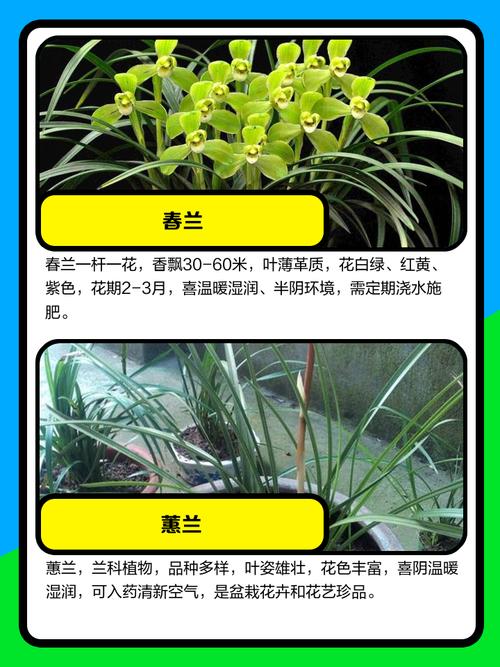 哪些兰花品种能在北方越冬?耐寒性强的北方兰花有哪些养护要点?-图1 哪些兰花品种能在北方越冬?耐寒性强的北方兰花有哪些养护要点?-图1