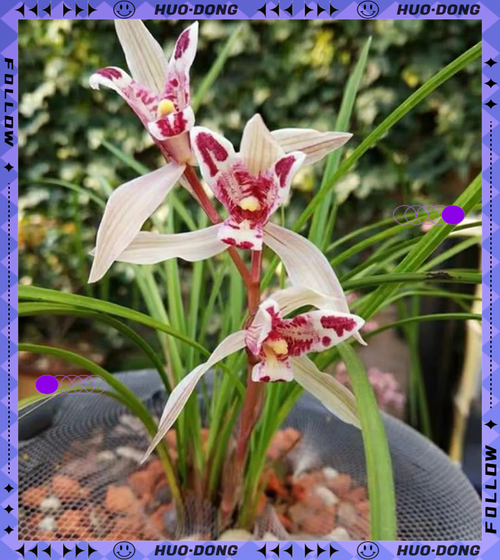 哪些兰花品种能在北方越冬？耐寒性强的北方兰花有哪些养护要点？-图2