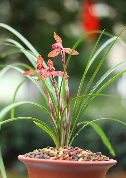 哪些兰花品种能在北方越冬?耐寒性强的北方兰花有哪些养护要点?-图3 哪些兰花品种能在北方越冬?耐寒性强的北方兰花有哪些养护要点?-图3