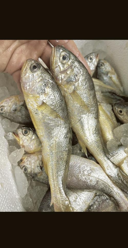 清远市水产技术黄金称号背后，有哪些创新成果或实践案例支撑其行业价值？-图1