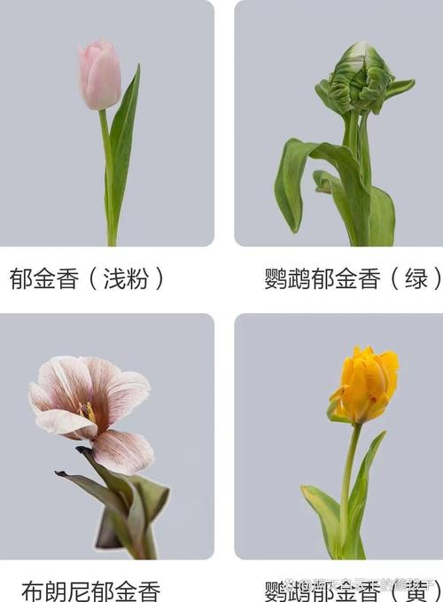 郁金香中最稀有的品种究竟有多珍贵？它们为何能成为植物界的活宝石？-图2