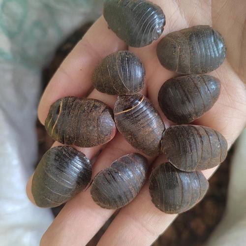 2025年土元市场价格会受哪些因素影响？养殖户该如何应对市场波动风险？-图2