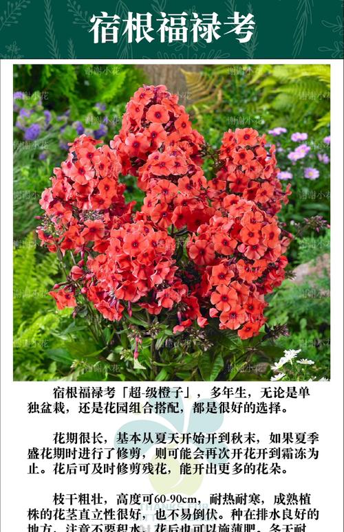 宿根福禄考究竟有哪些独特品种?它们各自的花色、花型与生长习性有何差异?-图1 宿根福禄考究竟有哪些独特品种?它们各自的花色、花型与生长习性有何差异?-图1