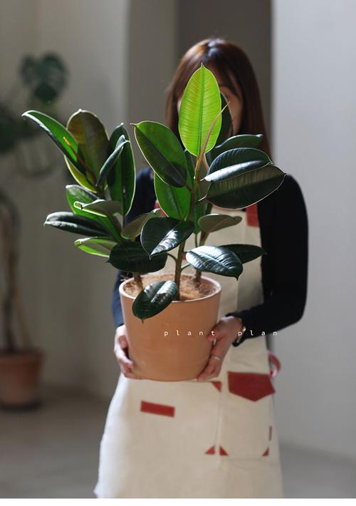 橡皮树哪个品种的叶子最大？不同品种的叶子大小差异有多大？-图2