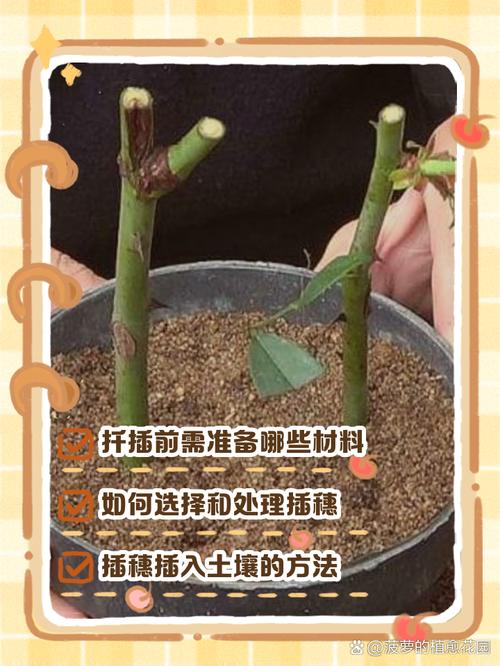 风铃风花扦插技术视频详解,新手如何掌握关键步骤提高成活率?-图3 风铃风花扦插技术视频详解,新手如何掌握关键步骤提高成活率?-图3