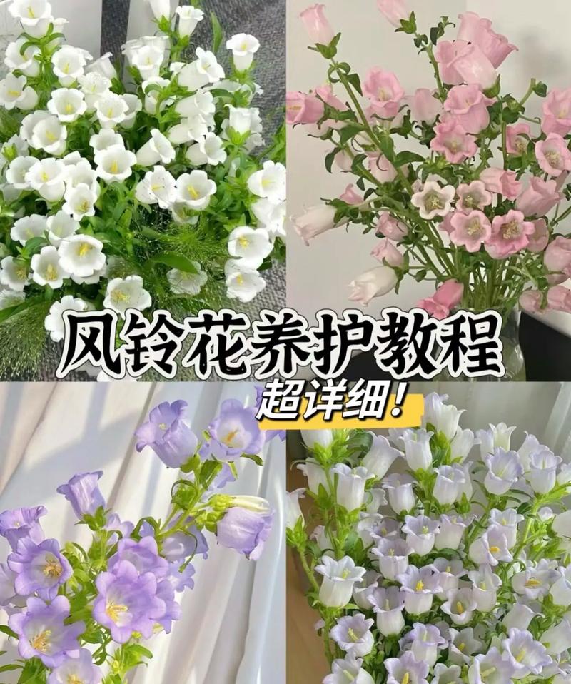 风铃风花扦插技术视频详解,新手如何掌握关键步骤提高成活率?-图1 风铃风花扦插技术视频详解,新手如何掌握关键步骤提高成活率?-图1