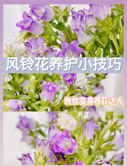 风铃风花扦插技术视频详解,新手如何掌握关键步骤提高成活率?-图2 风铃风花扦插技术视频详解,新手如何掌握关键步骤提高成活率?-图2