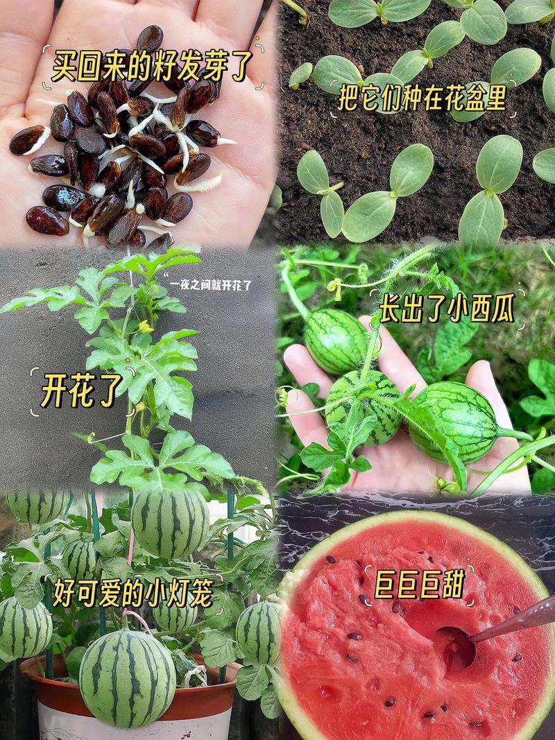 西瓜全套栽培技术视频,从选种到收获,每个环节的关键点都讲透了吗?-图1 西瓜全套栽培技术视频,从选种到收获,每个环节的关键点都讲透了吗?-图1