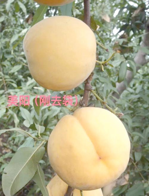 辽宁桃子新品种哪个口感甜、产量高且抗病性强?适合当地种植的优质品种推荐有哪些?-图1 辽宁桃子新品种哪个口感甜、产量高且抗病性强?适合当地种植的优质品种推荐有哪些?-图1