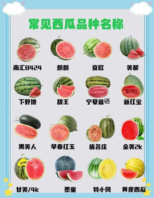 西瓜品种五花八门,从麒麟瓜、黑美人、京欣一号到早春红玉,这些名字背后藏着哪些育种故事与口感密码?-图3 西瓜品种五花八门,从麒麟瓜、黑美人、京欣一号到早春红玉,这些名字背后藏着哪些育种故事与口感密码?-图3