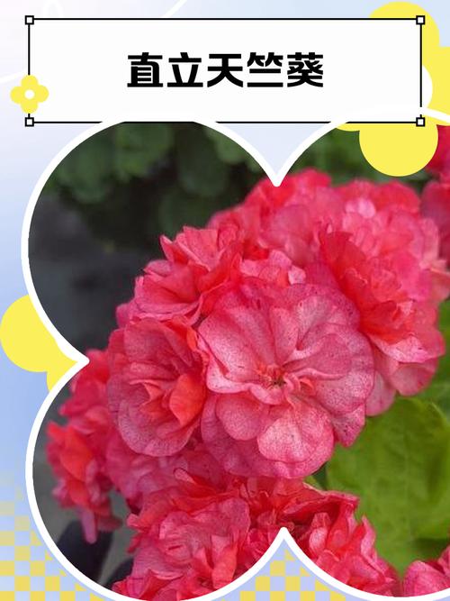 有哪些不同花色与株型的直立天竺葵品种？附高清图片详解养护要点与选购技巧-图2