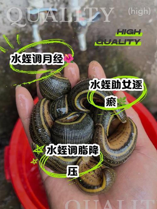 农广天地揭秘蚂蟥养殖技术，新手如何掌握关键步骤实现高产？-图3