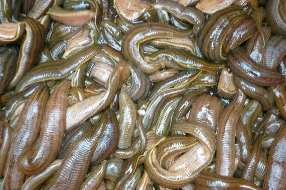 农广天地揭秘蚂蟥养殖技术，新手如何掌握关键步骤实现高产？-图1