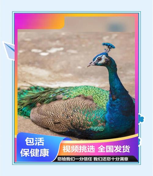 周海燕的孔雀养殖技术具体包含哪些核心要点，如何确保孔雀健康生长与繁殖？-图2