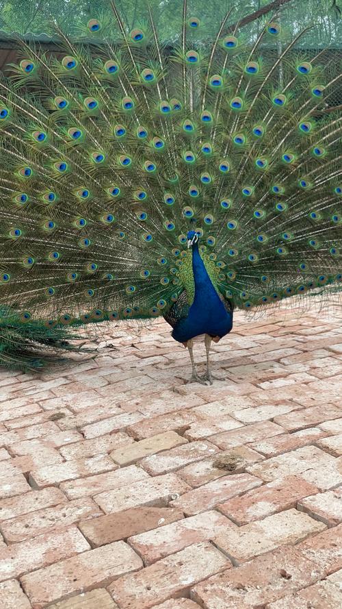 周海燕的孔雀养殖技术具体包含哪些核心要点，如何确保孔雀健康生长与繁殖？-图3