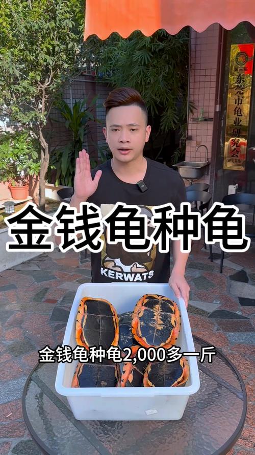 2025年石金钱龟苗价格会受哪些因素影响？市场行情将如何变化？养殖户该如何应对？-图3