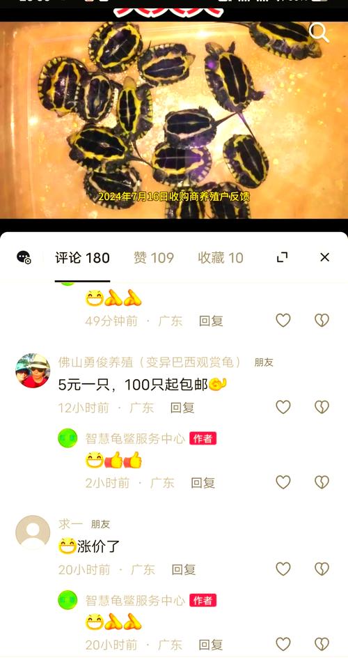 2025年石金钱龟苗价格会受哪些因素影响？市场行情将如何变化？养殖户该如何应对？-图1