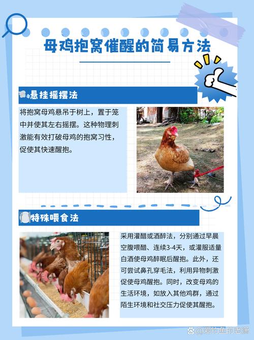 养鸡技术教学视频教程-图3