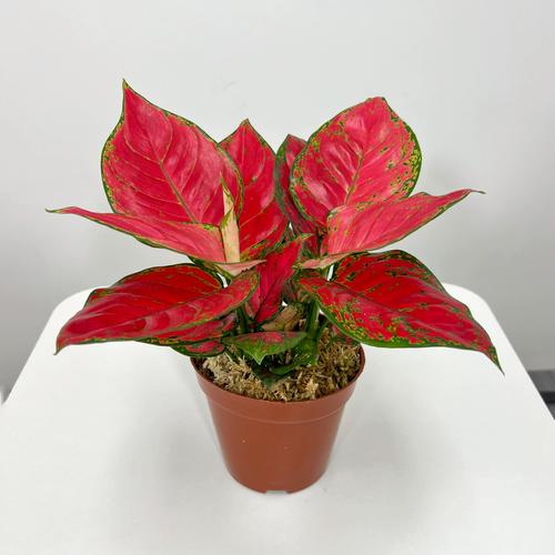 如何有效保护吉利红粗肋草品种资源并平衡其商业化利用与遗传多样性维持?-图3 如何有效保护吉利红粗肋草品种资源并平衡其商业化利用与遗传多样性维持?-图3