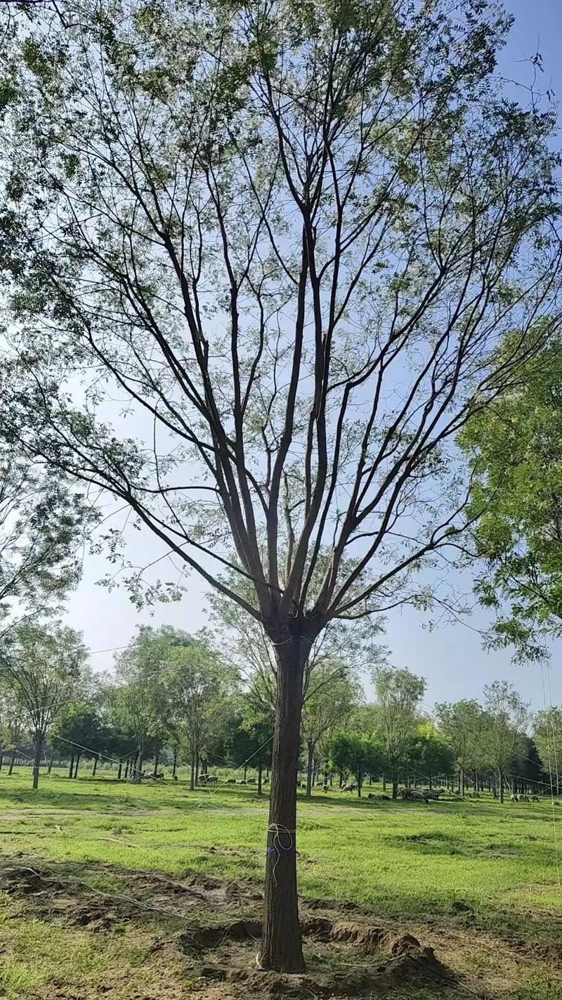 国槐种植技术视频教程,从选苗到养护,新手必看的全流程要点有哪些?-图1 国槐种植技术视频教程,从选苗到养护,新手必看的全流程要点有哪些?-图1