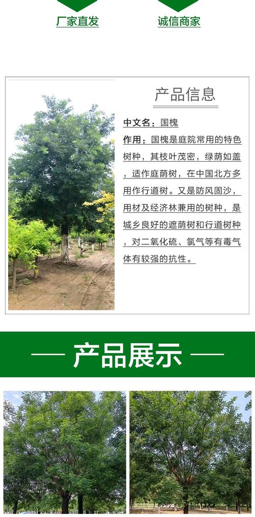 国槐种植技术视频教程，从选苗到养护，新手必看的全流程要点有哪些？-图3