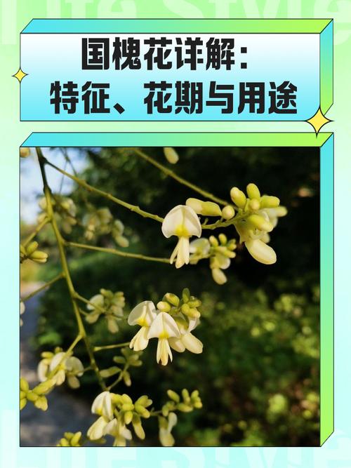 国槐种植技术视频教程，从选苗到养护，新手必看的全流程要点有哪些？-图2