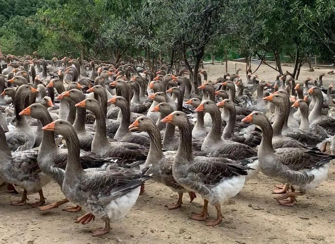 东北养鹅选什么品种最合适？抗寒耐粗饲的优质鹅品种有哪些？-图2