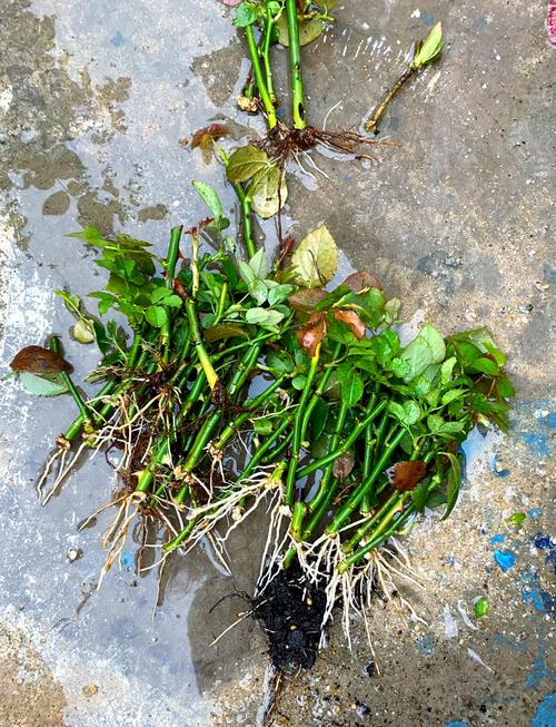 月季压条繁殖视频,如何操作才能提高成活率?关键步骤有哪些需要注意?-图2 月季压条繁殖视频,如何操作才能提高成活率?关键步骤有哪些需要注意?-图2