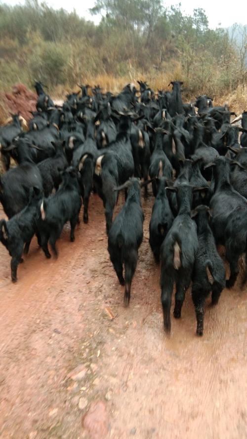 湖南黑山羊品种多样,不同品种在生长性能、适应性和养殖效益上有何差异?-图3 湖南黑山羊品种多样,不同品种在生长性能、适应性和养殖效益上有何差异?-图3