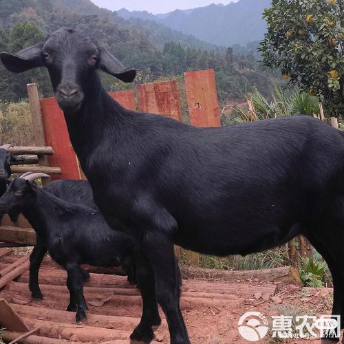 湖南黑山羊品种多样,不同品种在生长性能、适应性和养殖效益上有何差异?-图2 湖南黑山羊品种多样,不同品种在生长性能、适应性和养殖效益上有何差异?-图2